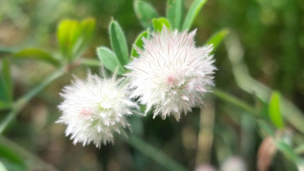 Trifolium arvense (Fabaceae)